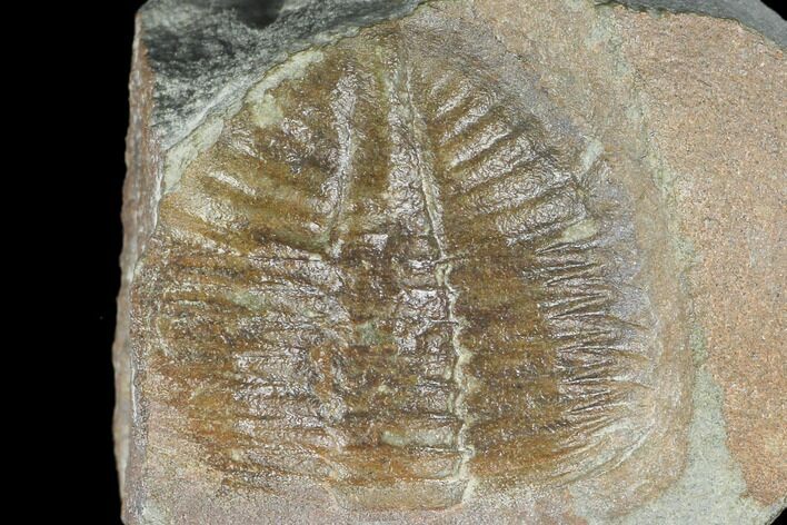 Partial Ogyginus Cordensis - Classic British Trilobite #103120